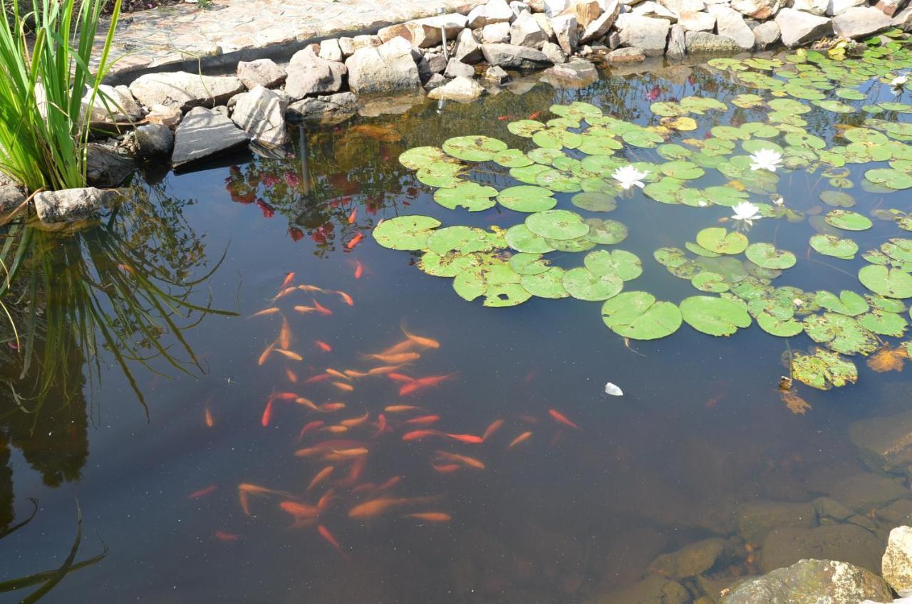 לינה וארוחת בוקר Garden Vendeghaz מאקו מראה חיצוני תמונה